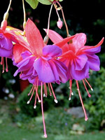 Fuchsia Voodoo